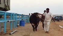 Bull Qurbani 2016 Sohrab Goth Karachi Bakra Eid in Pakistan