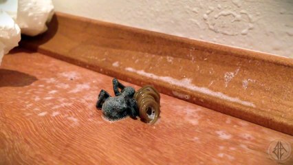 WTF IS THIS?!? (ORIGINAL SPIDER WORM)