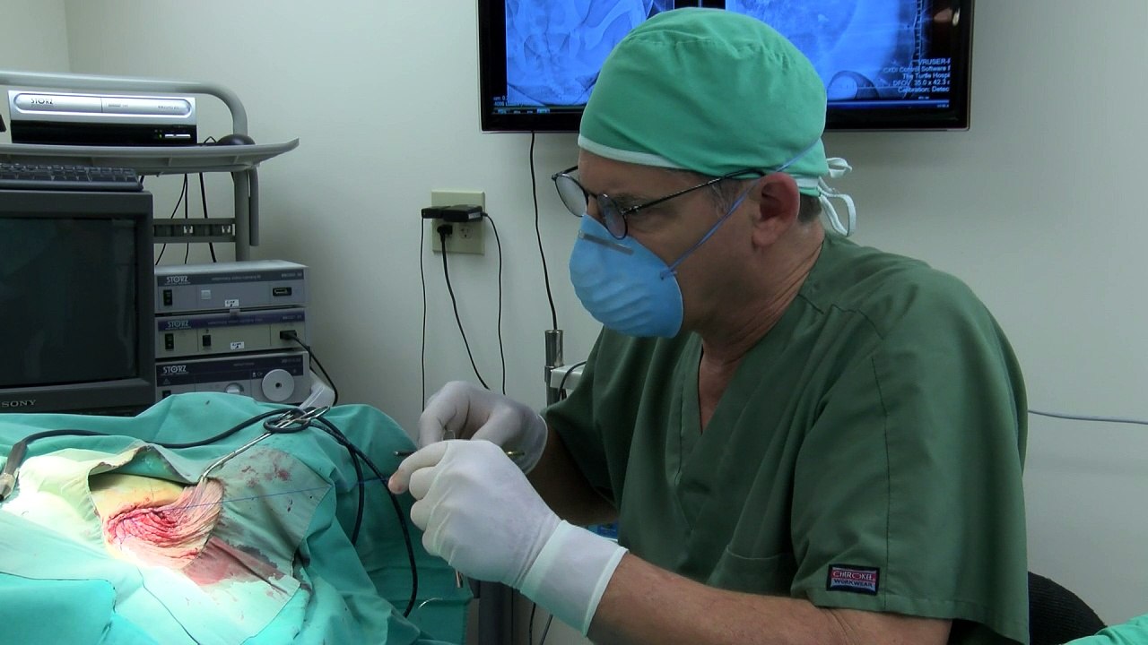 Meeresschildkröten mit tumoren in us-klinik