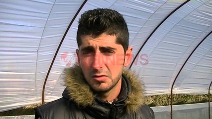 Prodhimi i luleshtrydhes. Fier, Fermerët: Shteti duhet të na gjejë treg shitje