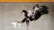 Dutch Police Are Training Eagles to Capture Drones