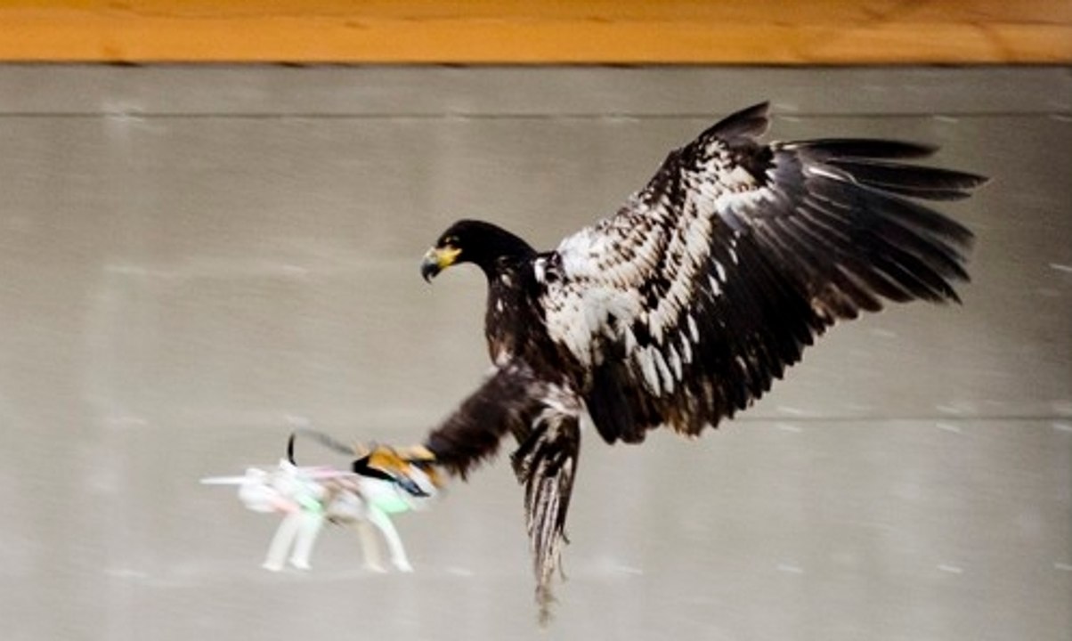 Dutch Police Are Training Eagles to Capture Drones
