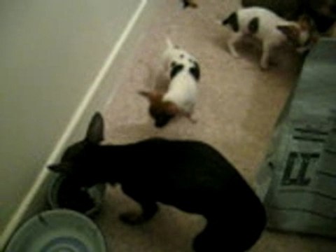 bébés chi 9 semaines!