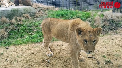 Dans les coulisses du zoo de Vincennes