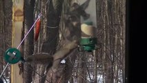 Spinning squirrels, dizzy squirrel bird feeder compilaton