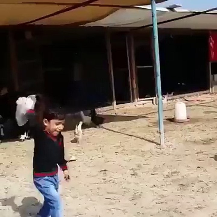 zalim murgha bechary bachy ki to jaaan he nai chor raha