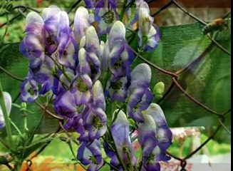 Самые ядовитые растения России