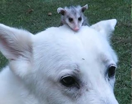 German Shephard Adopts Baby Opossum