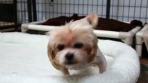 Puppy Mill Dog experiences a bed for the first time in her life - National Mill Dog Rescue