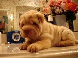 Shar-Pei Puppy Baby