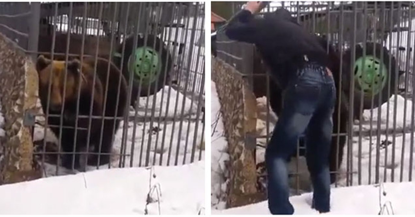 Man Tries To Pet a Grizzly Bear and Gets Attacked
