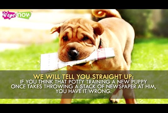 How to Potty Train a Puppy |Dog How2 Vids|