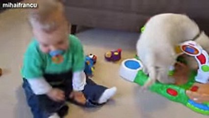 Kittens And Puppies Playing With Babies  -