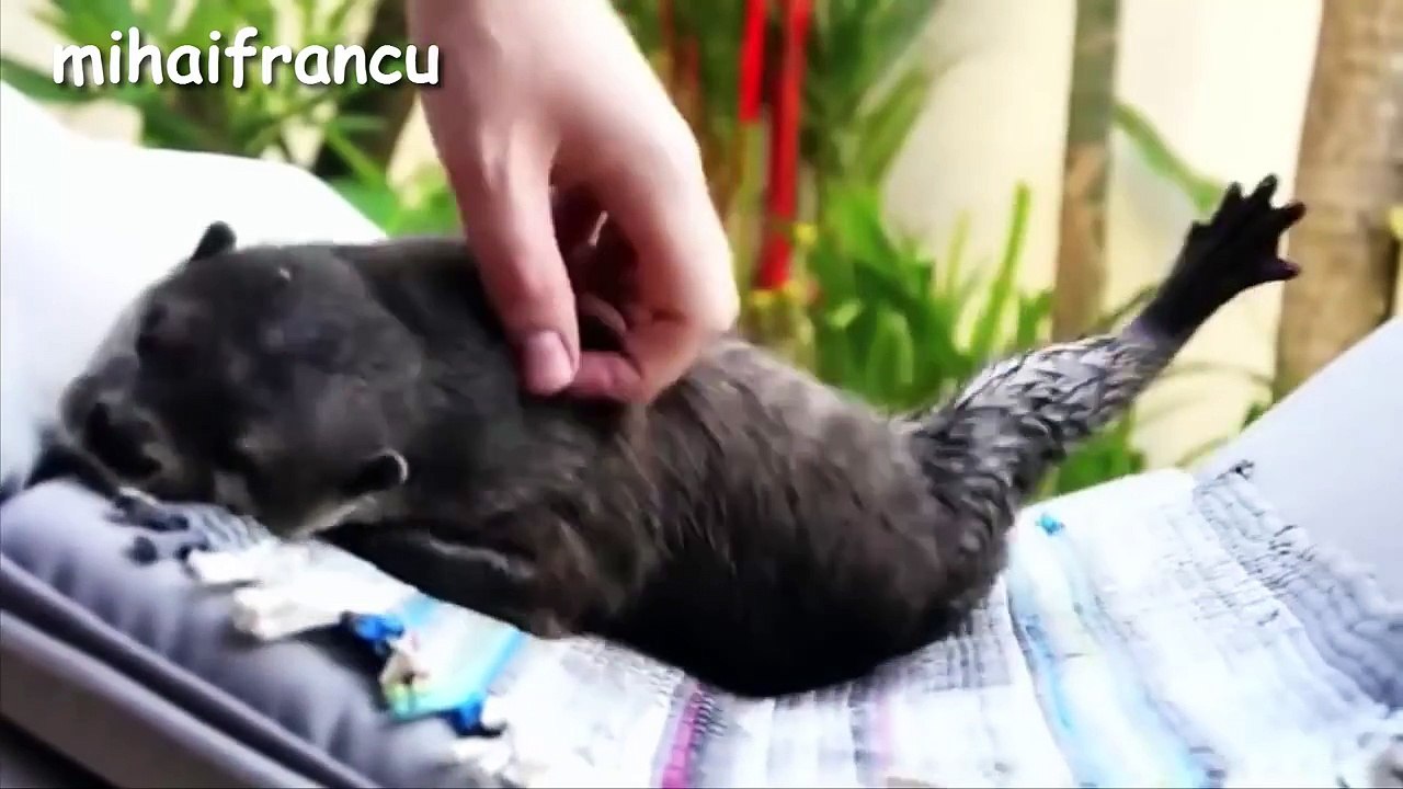 Funny Otter Videos Compilation 2014 [NEW] - Cute River And Sea Otters