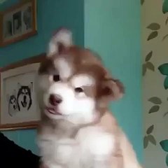 Animals are too cute