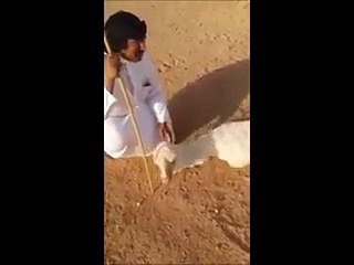 OMG!! Camel born with only 2 Legs