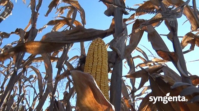 Syngenta hibridi kukuruza – NK Pako_435_16.01.2016.