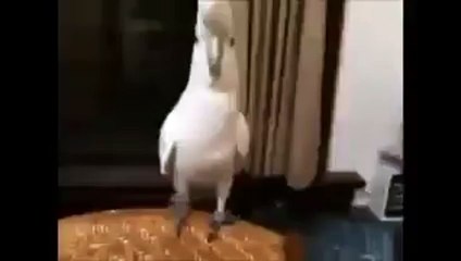 Papağan'dan Adana Merkez Patlıyor Herkes Şarkısı :)