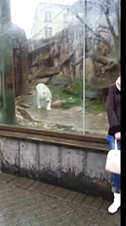 Sibirya kaplanı, kızı az kalsın kalpten götürüyordu