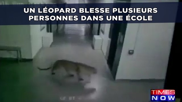Un léopard s'introduit dans une école et blesse plusieurs personnes
