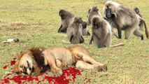 LION vs BABOON REAL FIGHT | LION ATTACK BABOON EXCLUSIVE