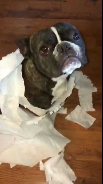 Dog Snitches on the other dog that made a mess with toilet paper
