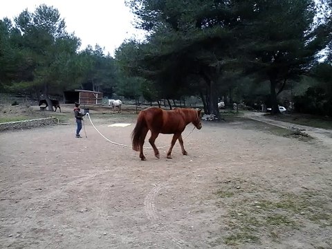 Challenge 9 - Steph et Lali : Envoyer son cheval franchir une embûche à au moins 6m en gardant ses pieds immobiles