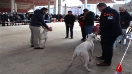 Burdur Köpekler Burdur'da Yarıştı