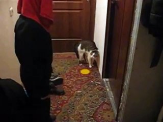 Уйди! Уйди! Говорящий кот