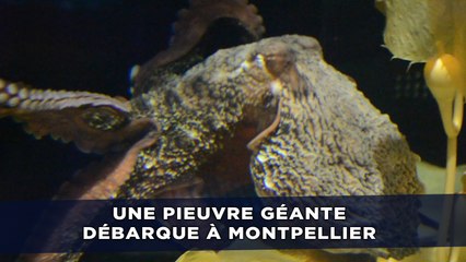 Une pieuvre géante débarque à l'aquarium Mare Nostrum de Montpellier