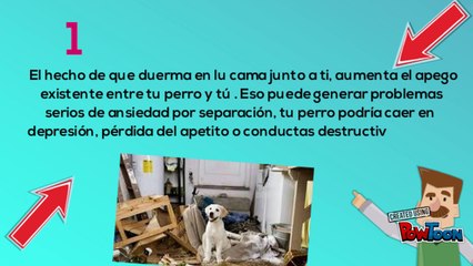 Que pasa si tu perro duerme en tu cama