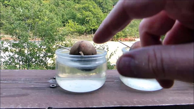 Comment faire germer un noyau d'avocat