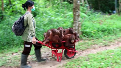 What orangutans learn at school