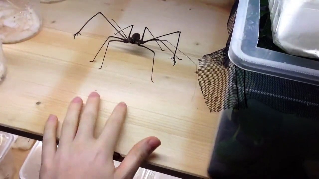 Jouer avec une Euphrynichus amanica