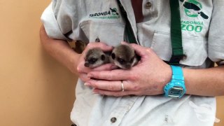 Première sortie exterieure pour 2 bébés suricates