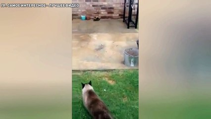 Кот заходит по пацански в дверь ))