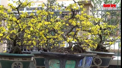 Tin nóng 24h ngày 6-2-2016- Giáp tết, bùng phát dịch vụ giữ xe với giá “cắt cổ”