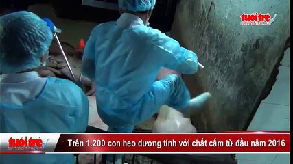 Trên 1.200 con heo dương tính với chất cấm từ đầu năm 2016