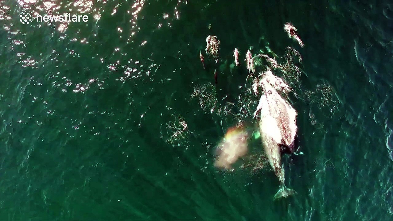 Drone captures Gray Whales and Dolphins playing