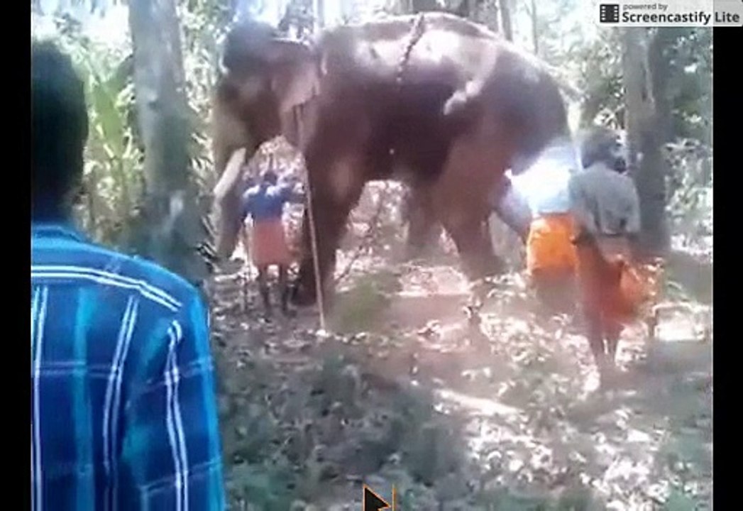 Elephant