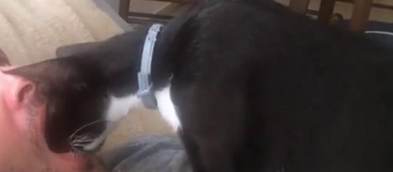 El gato dentista