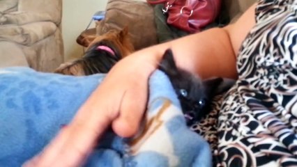 14 Weird Sounds Cats Make