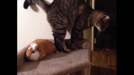 Cat Can't Get Guinea Pig out of Bed