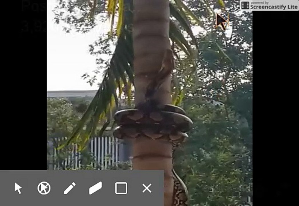 ANACONDA