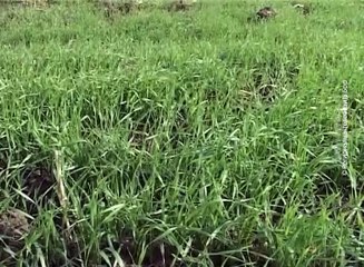 Zbog neregularnosti manje subvencije, 08. februar 2016. (RTV Bor)