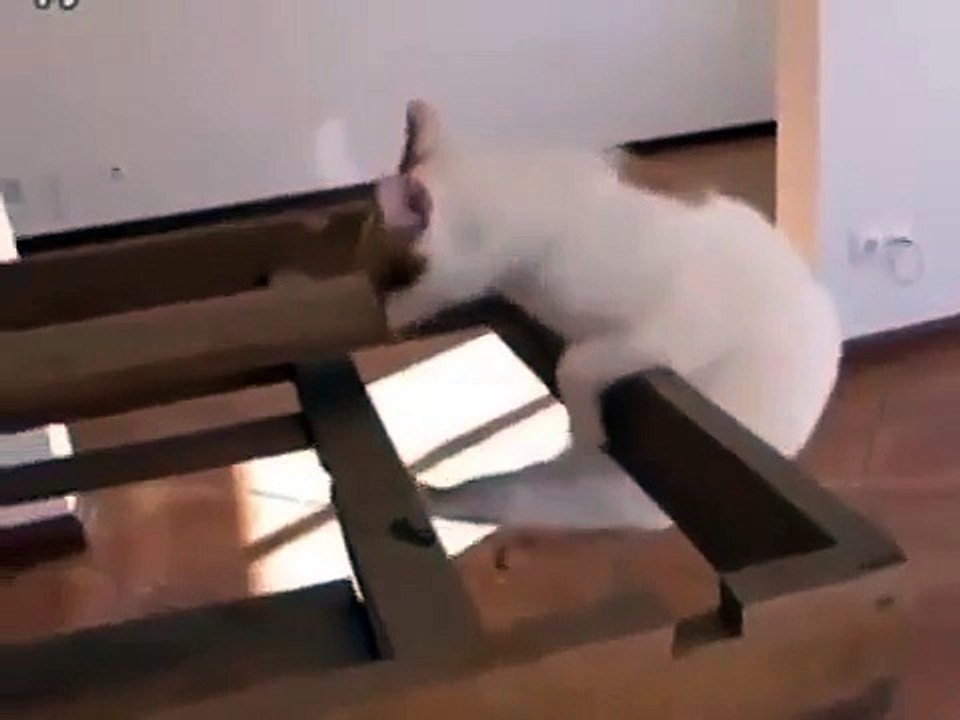 Несдающийся котяра