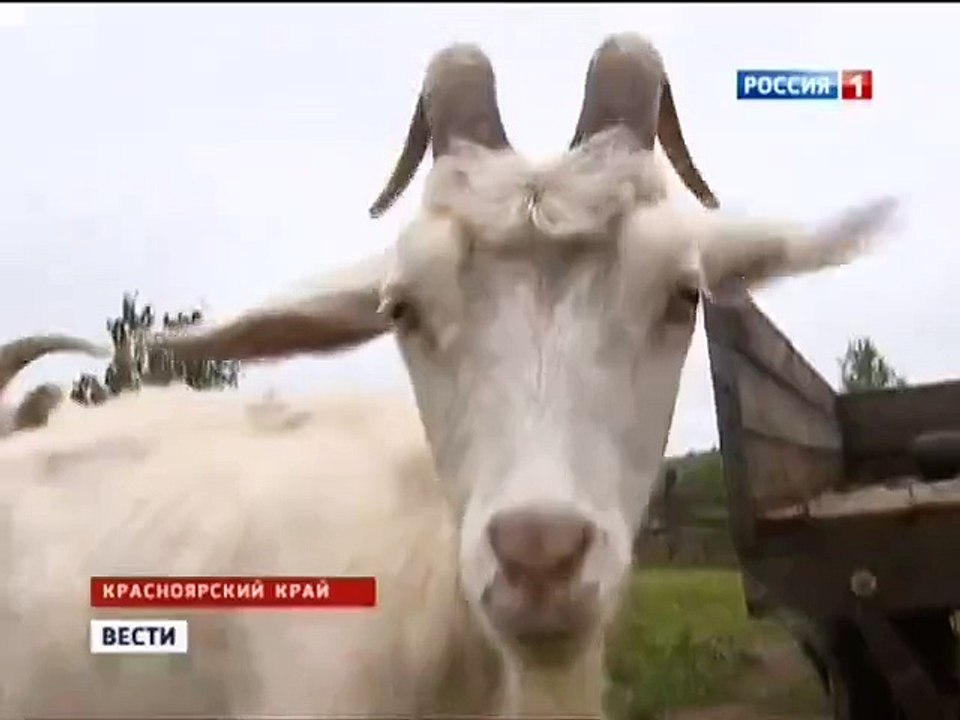 Смотреть всем! Веселый фермер! Угар