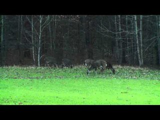Primos  The Truth About Hunting - New Years Eve