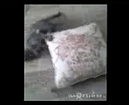 Ржачные приколы Беговая подушка Различные короткие видео ролики, приколы и др @