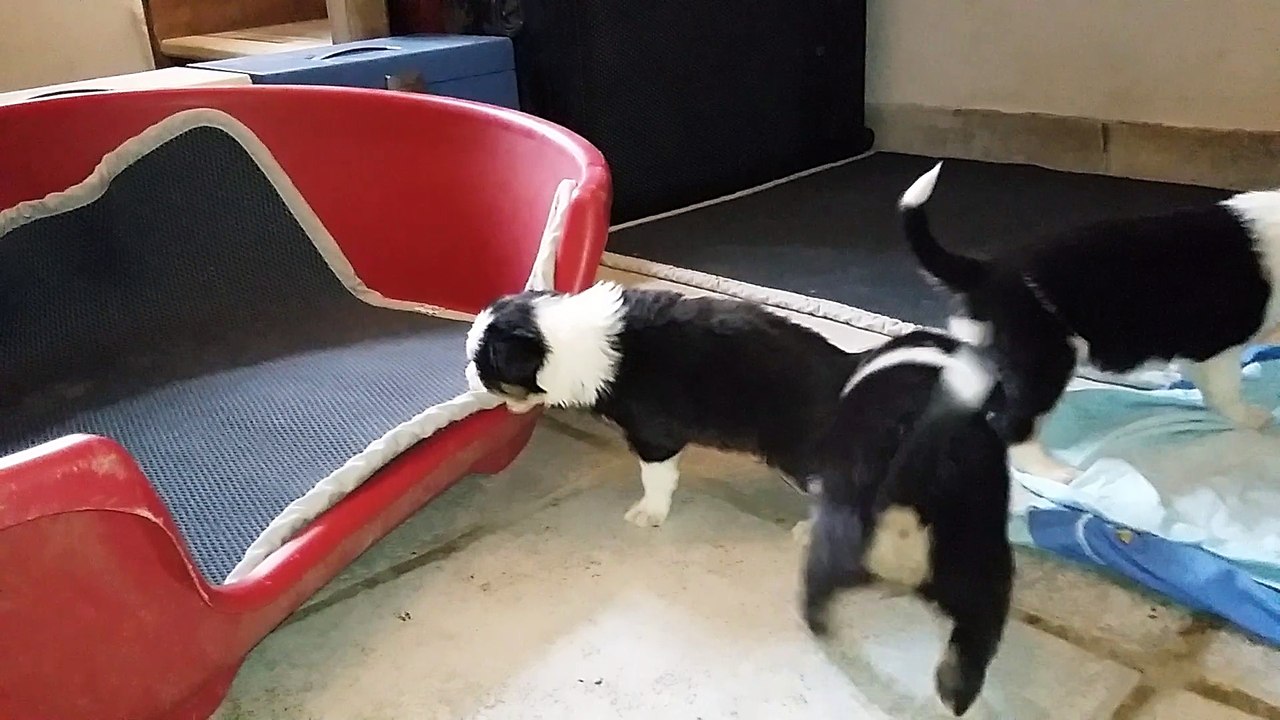 chiots Hunic 25 jours